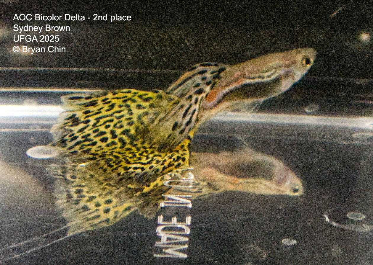 Guppy Bicolor yellow